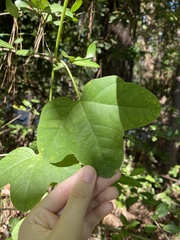 Passiflora lutea