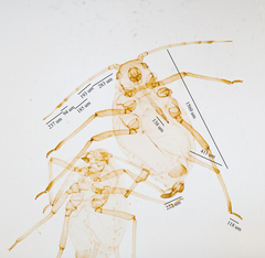 Aphis farinosa