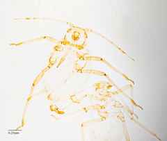 Aphis farinosa