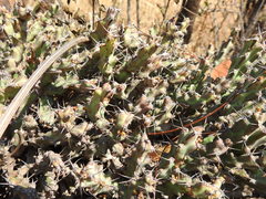 Euphorbia schinzii