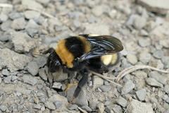 Bombias