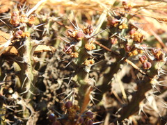 Euphorbia schinzii
