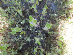 Trichostema oblongum