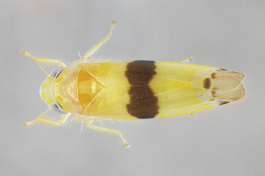 Empoa rubricola