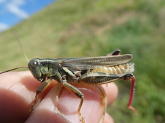 Melanoplus packardii