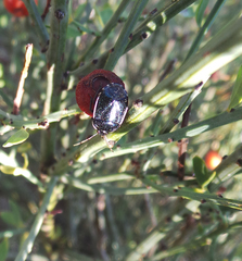 Canthophorus melanopterus