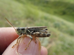 Melanoplus kennicottii