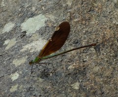 Neurobasis chinensis