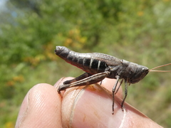 Chloealtis conspersa