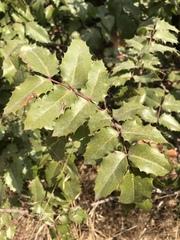Berberis pinnata pinnata