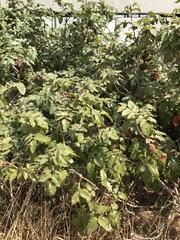 Berberis pinnata pinnata