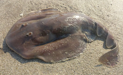 Discopyge tschudii