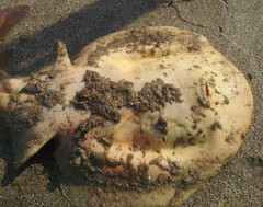 Discopyge tschudii
