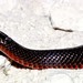 Black Swampsnake - Photo (c) tom spinker, some rights reserved (CC BY-NC-ND)