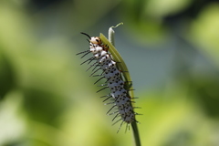 Heliconius charithonia