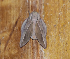 Oiticella luteciae