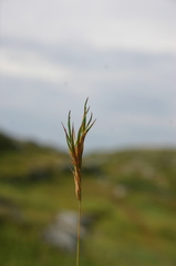 Festuca vivipara