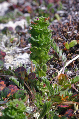Euphrasia oakesii