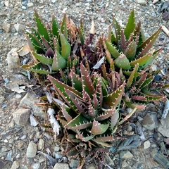 Aloe distans
