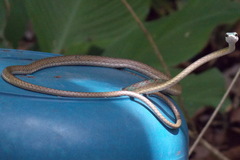 Leptophis ahaetulla