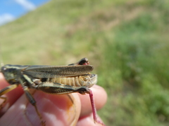 Melanoplus packardii