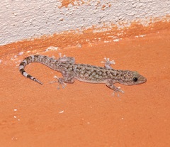 Phyllodactylus