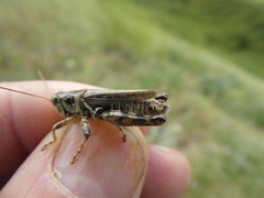 Melanoplus kennicottii