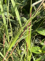 Panicum dichotomiflorum dichotomiflorum