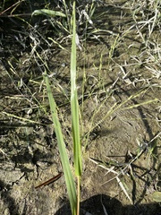 Panicum dichotomiflorum dichotomiflorum