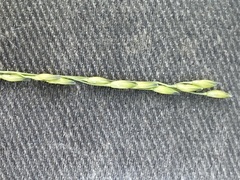 Panicum dichotomiflorum dichotomiflorum