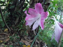 Hippeastrum reticulatum