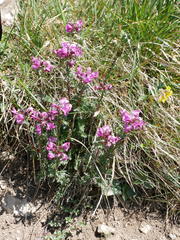 Pedicularis rostratocapitata