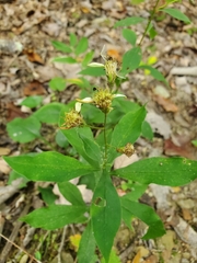 Doellingeria infirma