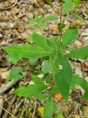 Doellingeria infirma