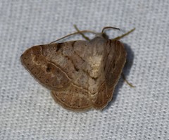 Frederickia subterminata