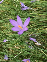 Crocus