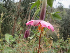 Passiflora tripartita mollissima