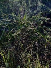 Panicum dichotomiflorum dichotomiflorum