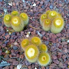 Parodia lenninghausii
