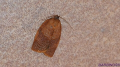 Cacoecimorpha pronubana