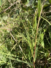 Panicum dichotomiflorum dichotomiflorum