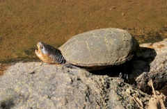 Kinosternon chimalhuaca