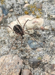 Homolophus