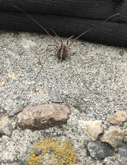 Homolophus