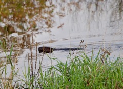 Castor canadensis