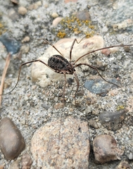 Homolophus