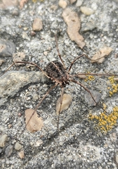 Homolophus