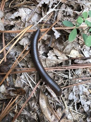 Narceus americanus