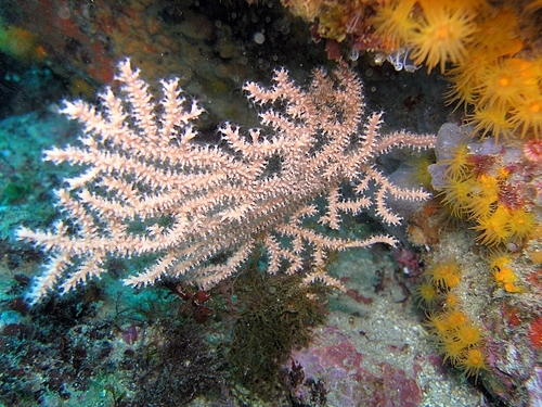 Yellow Gorgonian Sea Fan