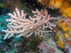 Yellow Gorgonian Sea Fan